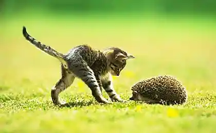 Котята