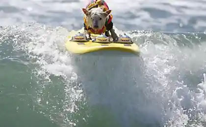 Хартингтон-бич.  «Surf City surf dog 2014»