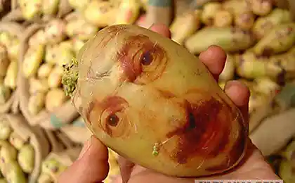 Картофель с человеческим лицом