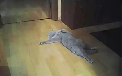 10只猫价值的标题的电视剧之王