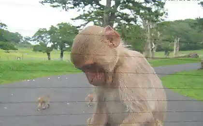 Любопытные обезьянки