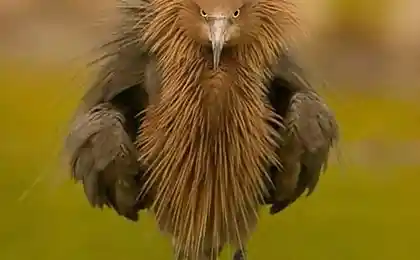Really angry bird