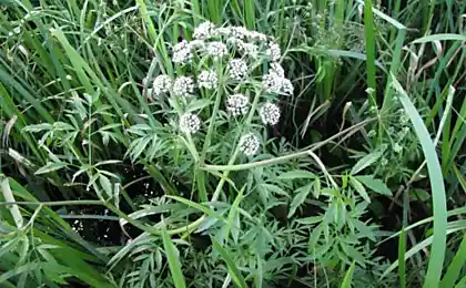Floret blood-scarlet: 10 facts about Russian wildflowers killer
