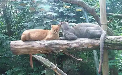 Jaguarundi (15 фото)