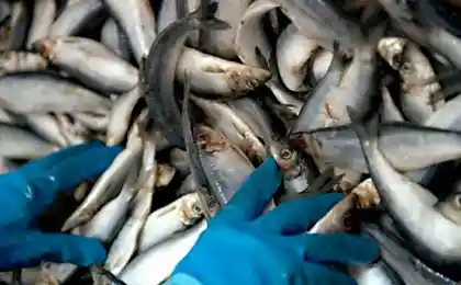 Замерзшая сельдь в Норвегии
