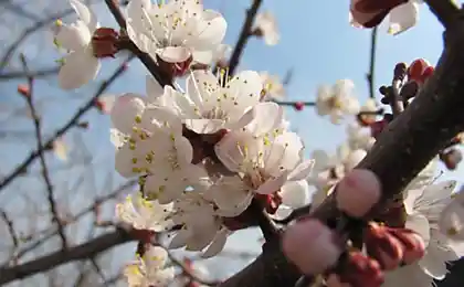 Весеннего настроения пост