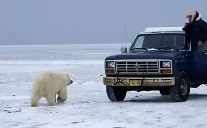 Вежливый гость захотел погреться в кузове авто