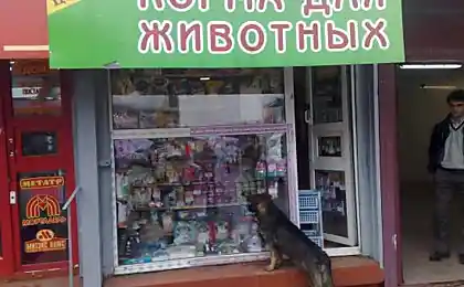 Корм для Бобика