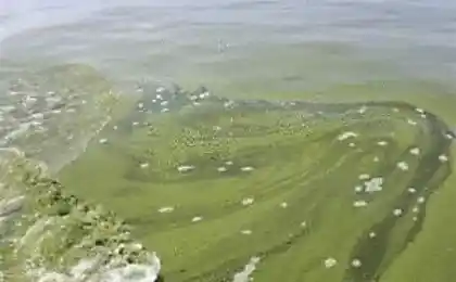 Толдо резиденти заборонені від питної водопровідної води через водорості