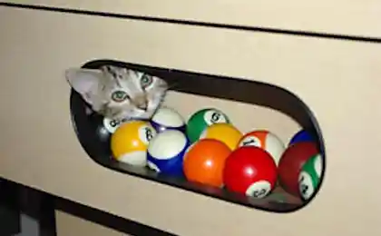 Коты и биллиардные столы (15 фотографий)