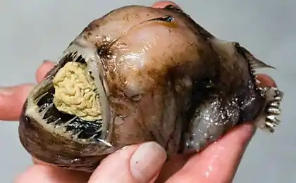 深海生物地狱般