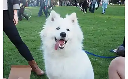 14 evidence that the Internet and the animals were meant for each other