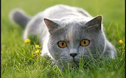 Симпатичные кошаки