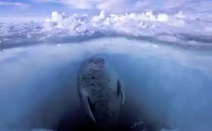 Фотограф Paul Nicklen (45 фотографий)