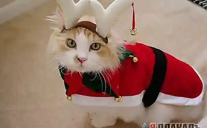 Я НЕ ОЛЕНЬ!!!
