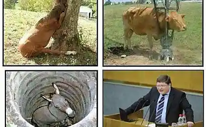 Не дивно, що вони отримали там.