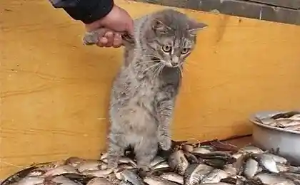 Держите меня семеро ....))))