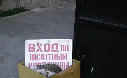 Лохматый охранник