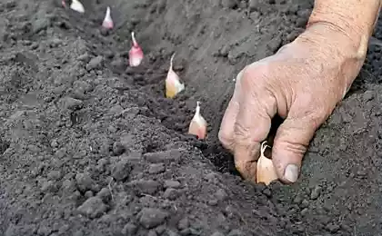 Опытные огородники точно знают, где не стоит сажать чеснок, если не хочешь остаться без урожая