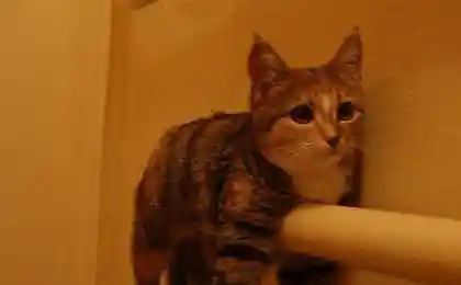Сушите котов, пока батареи теплые