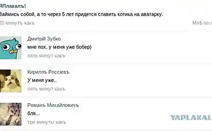 Котики на аватарке