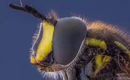 Insect Macrophotos від Kutub Uddin