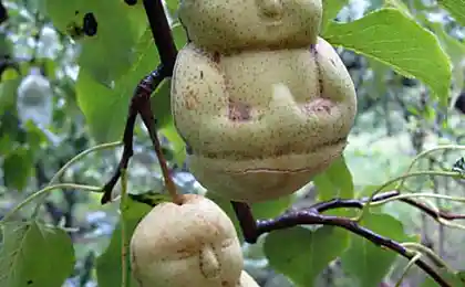 Новые груши