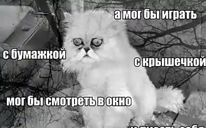 Деспація кота
