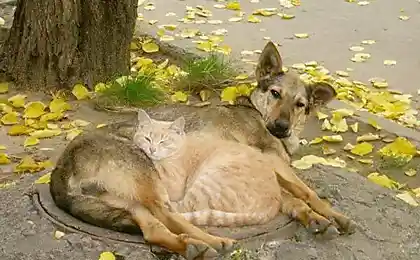 Любовь животных...