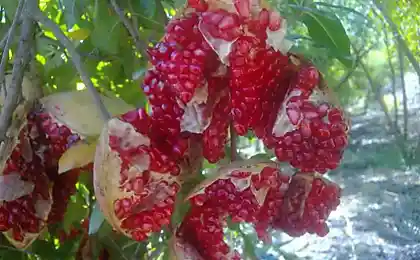 вибух гранати. й