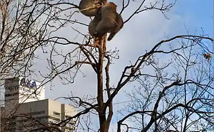 Еноты украсили дерево к новому году (2 фото)