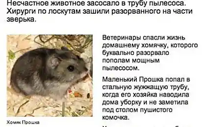 Хомячка спасли.