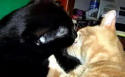 Целующиеся кошки