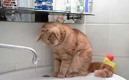 Cute Fluffy (19 photos)