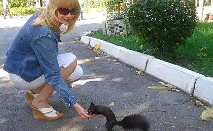 Черная белка