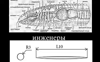 Строение червя