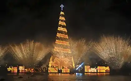 Різдвяні дерева (28 фото)