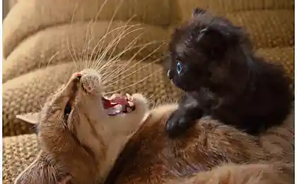 Котики пушистики