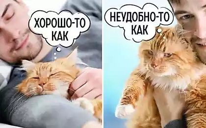 Признаки кошачьей любви