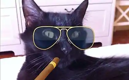 Коты в инстаграмме