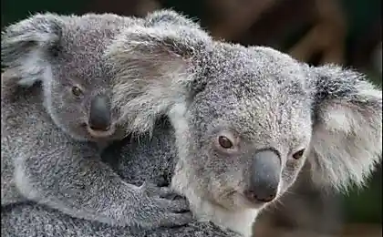 Привет, коала