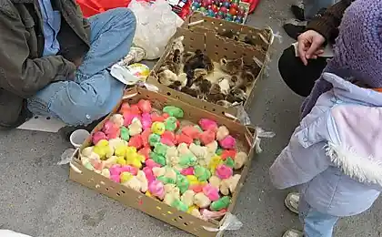 Великодні куртки