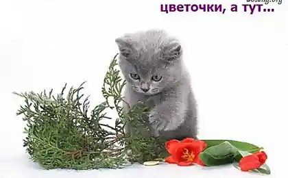 Приключения кота и кролика