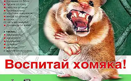 Воспитай хомяка!