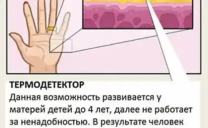 Органи людського тіла, які не письмові в підручниках