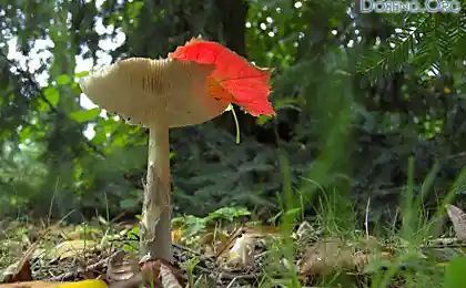 Дыхание осени