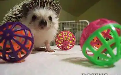 Йожиговый позитивчик