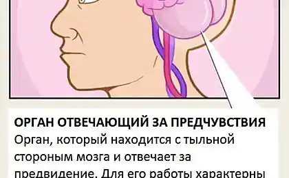 Органы человеческого тела