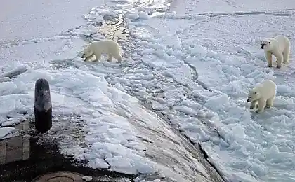 Консервы приплыли