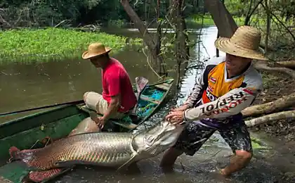 Риболовля для риб Arapaima в Бразилії